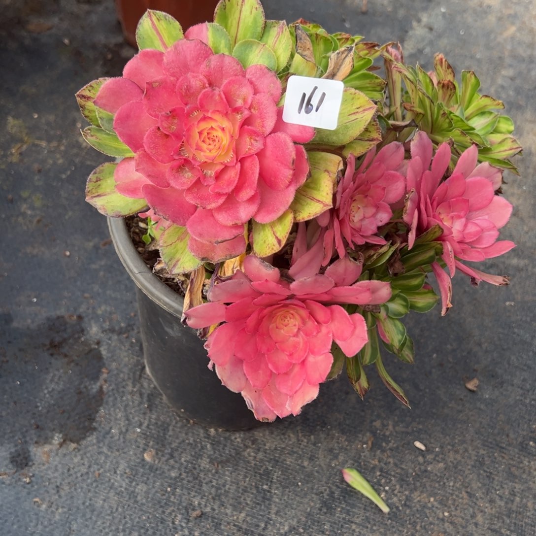 161知否悬崖诺肉孜孜