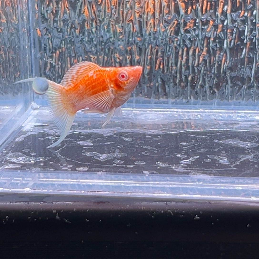 孔雀鱼玛丽鱼一条