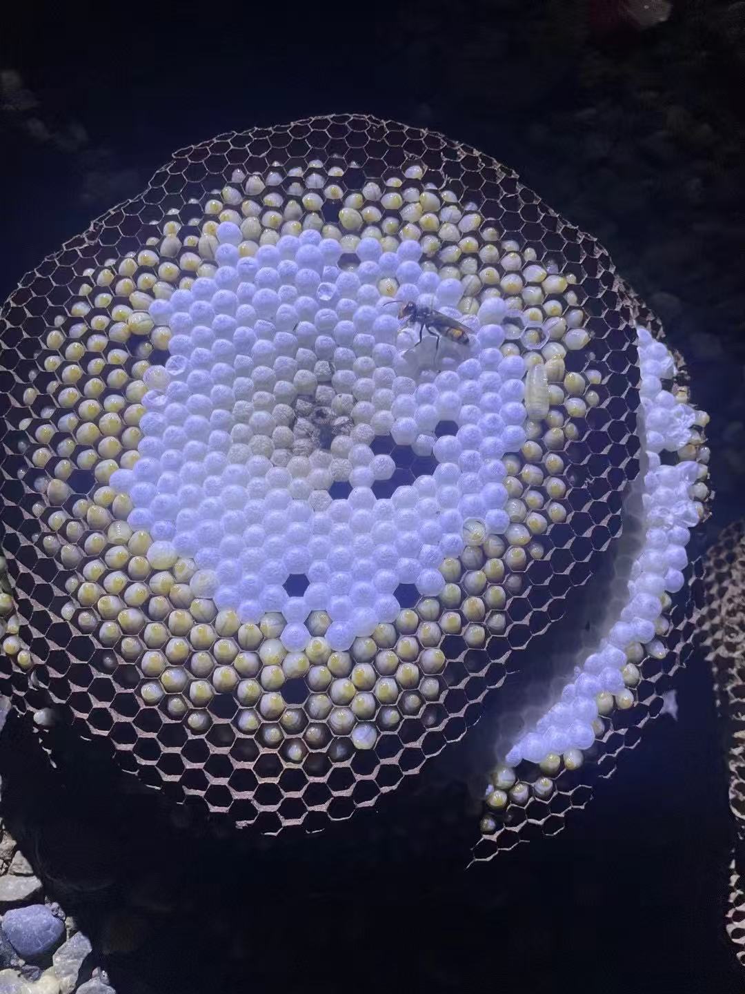 新鲜活体带巢树蜂土蜂蜂蛹（随机重量发货）