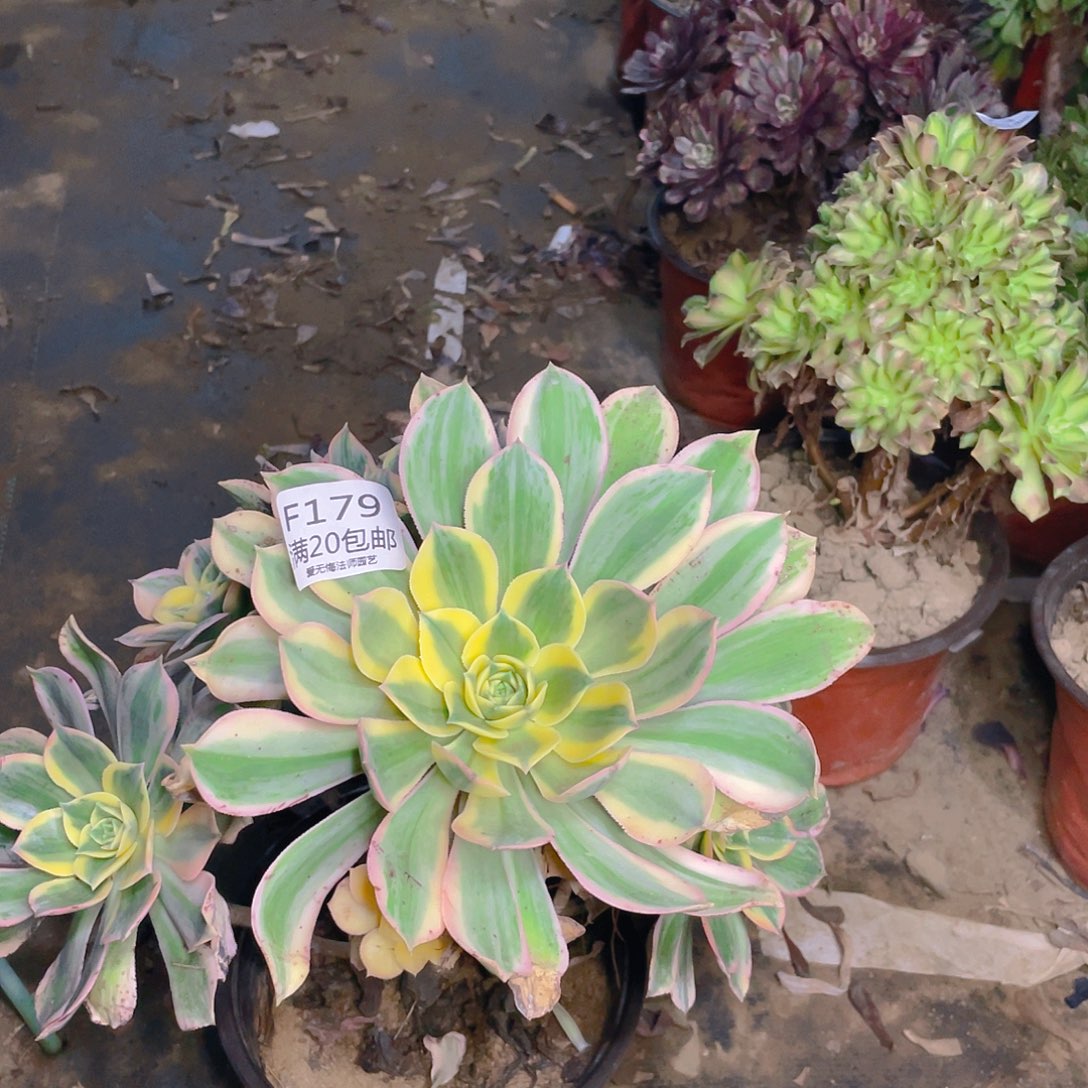 179灿烂多肉法师