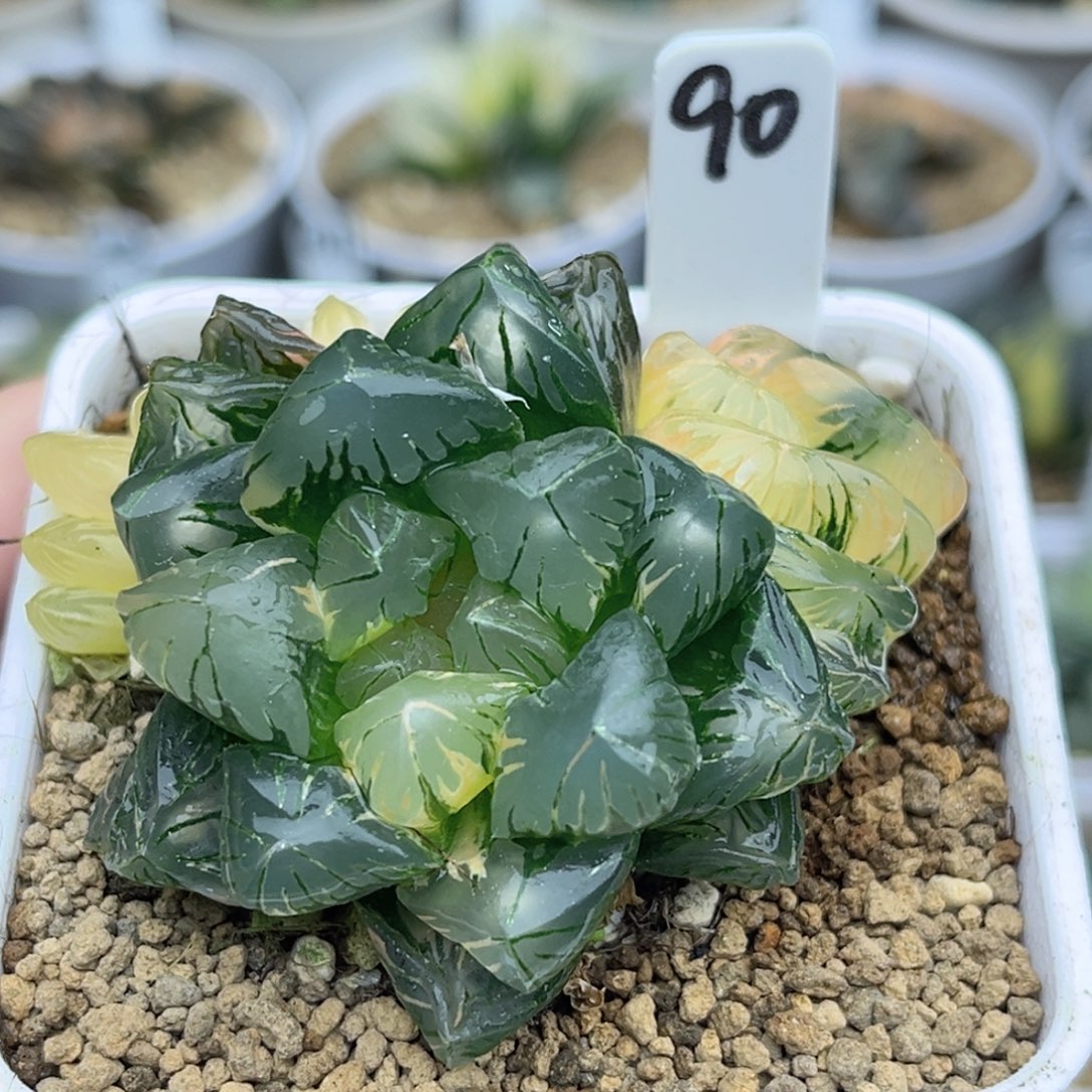 90老川灯芯玉露锦带仔福利专场