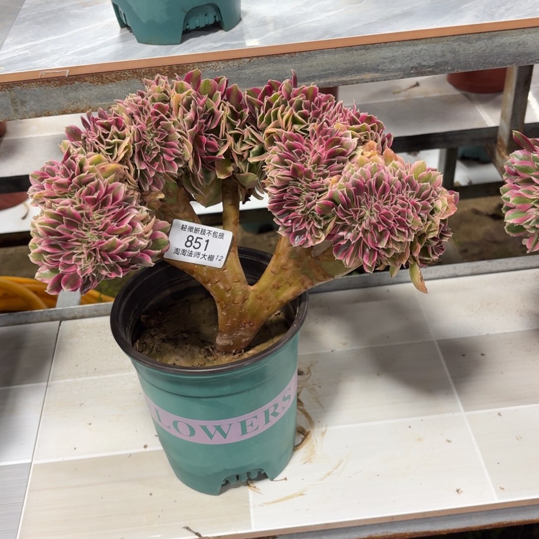 851粉女巫缀化多肉植物