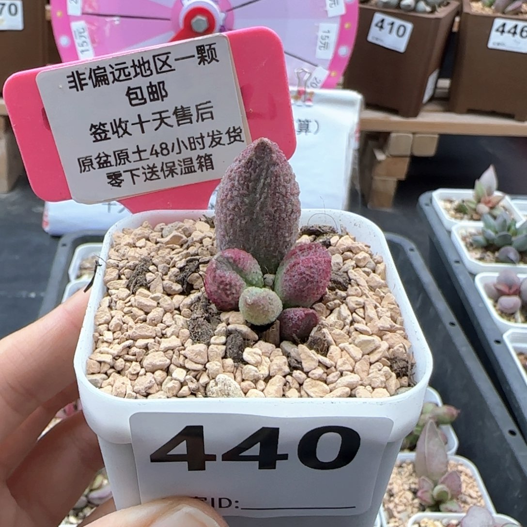 440西施多肉植物