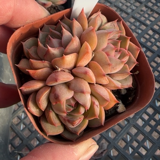 123玫瑰夫人一物一拍多肉