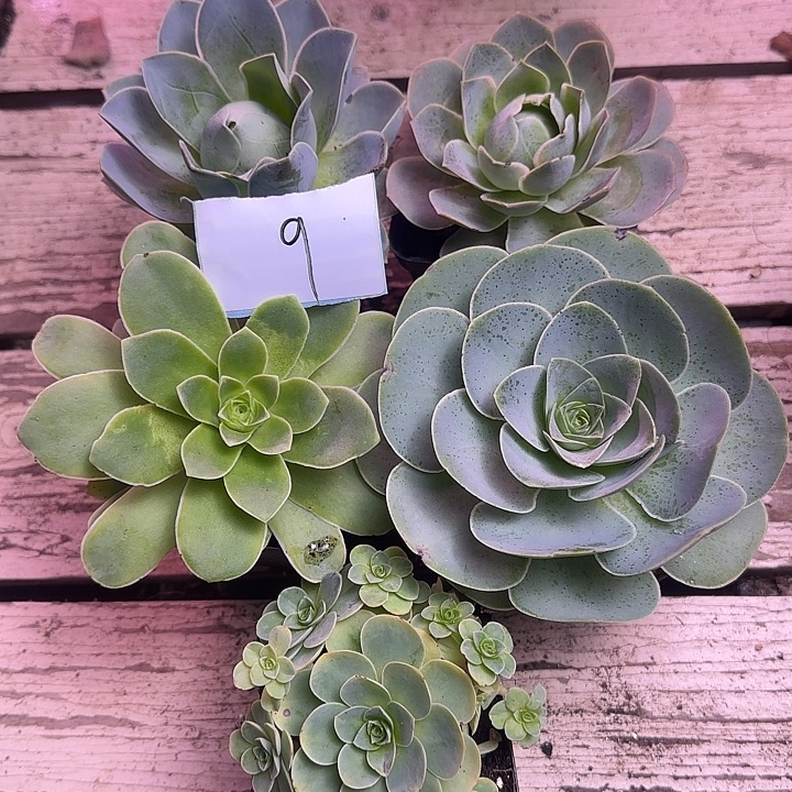 山地玫瑰一物一拍，带盆发9号