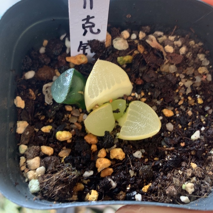 克锦一物一拍带盆