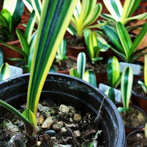 【闪购商品】不****》