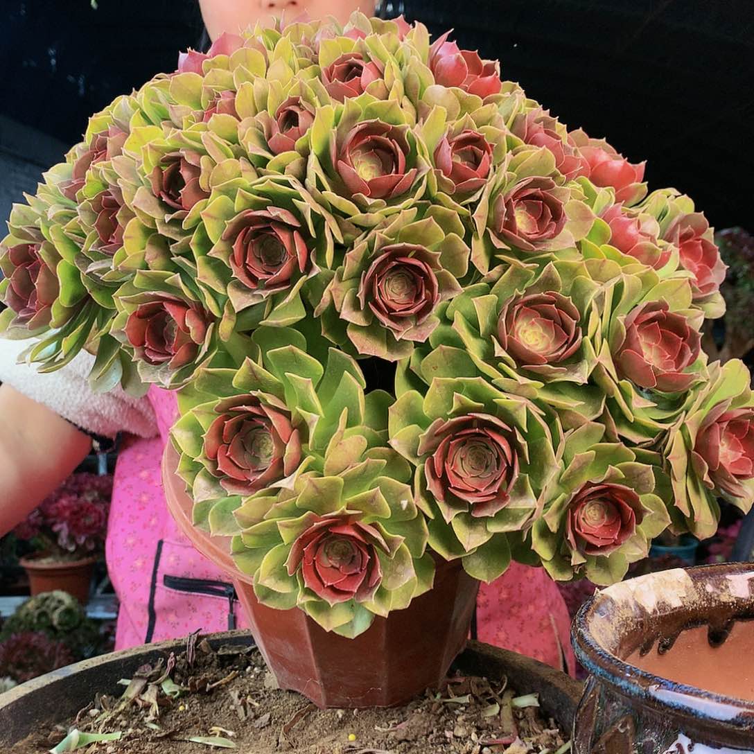 柒哥多肉不包断侧枝 713