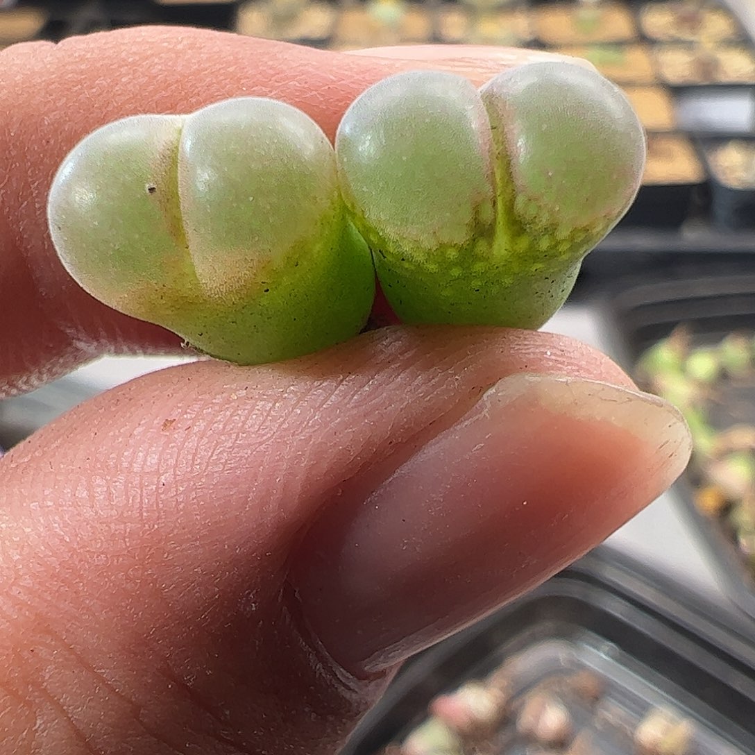 一物一拍春见风铃。   436