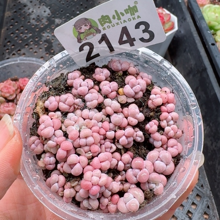 多肉植物多肉植物