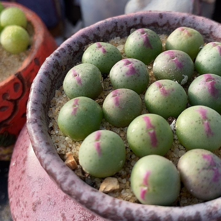 136皮卡丘一颗。      