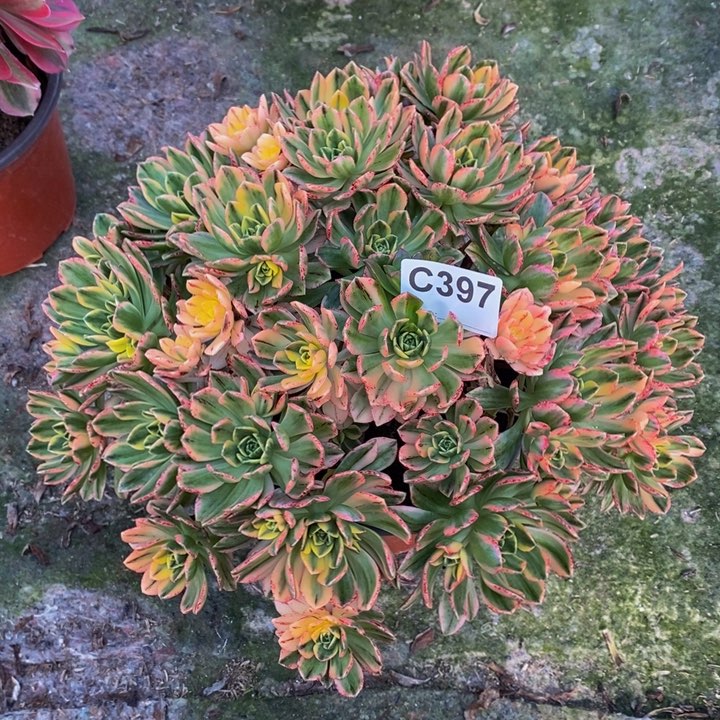 甜茶多肉植物397