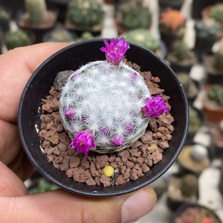 大春心特价福利包邮