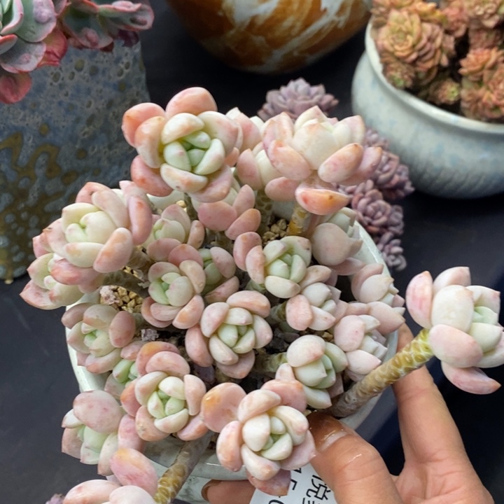 夏悦多肉1015-052露凝香