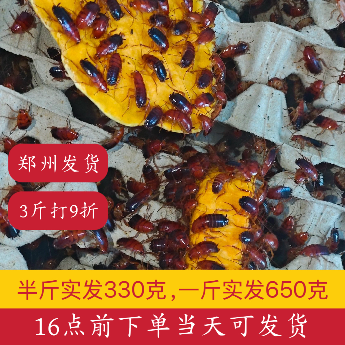 樱桃红蟑螂樱桃蟑螂活体饲料蜘蛛蝎子螳螂守宫蛙饵料高蛋白易消化