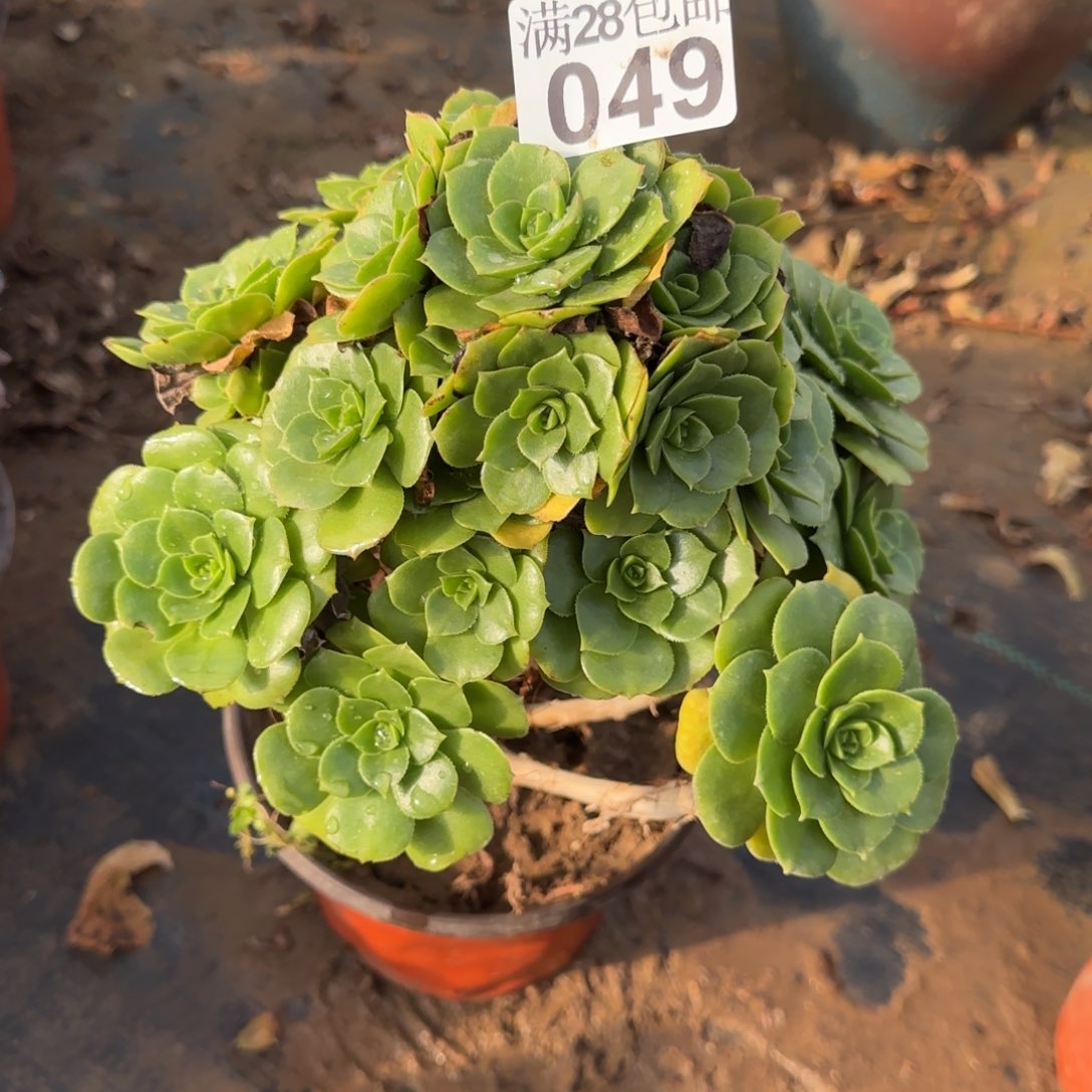 绿羊绒多肉049满28包邮断枝不包