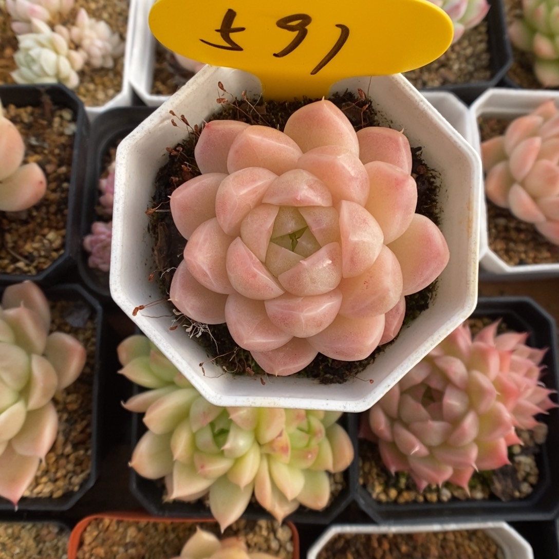 S***3粉油透麦秆591号。    