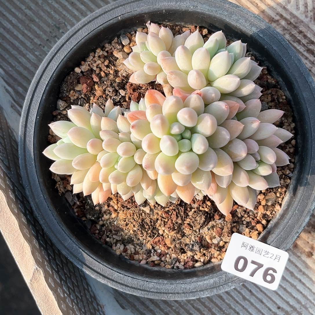 阿雅园艺。    076