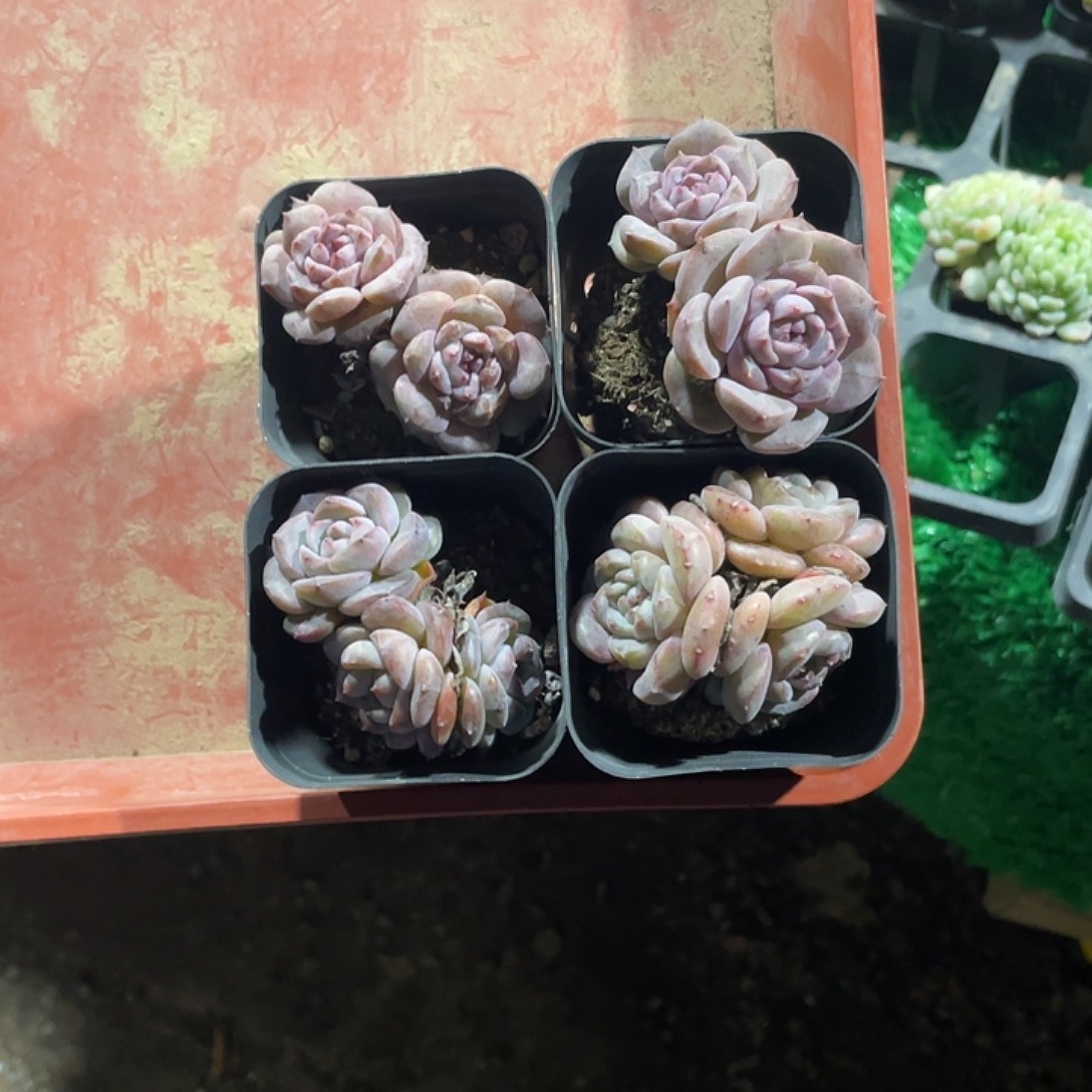 冰丝凉被睡垫凉毯垫被子