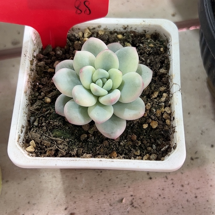 1143香水锦多肉植物