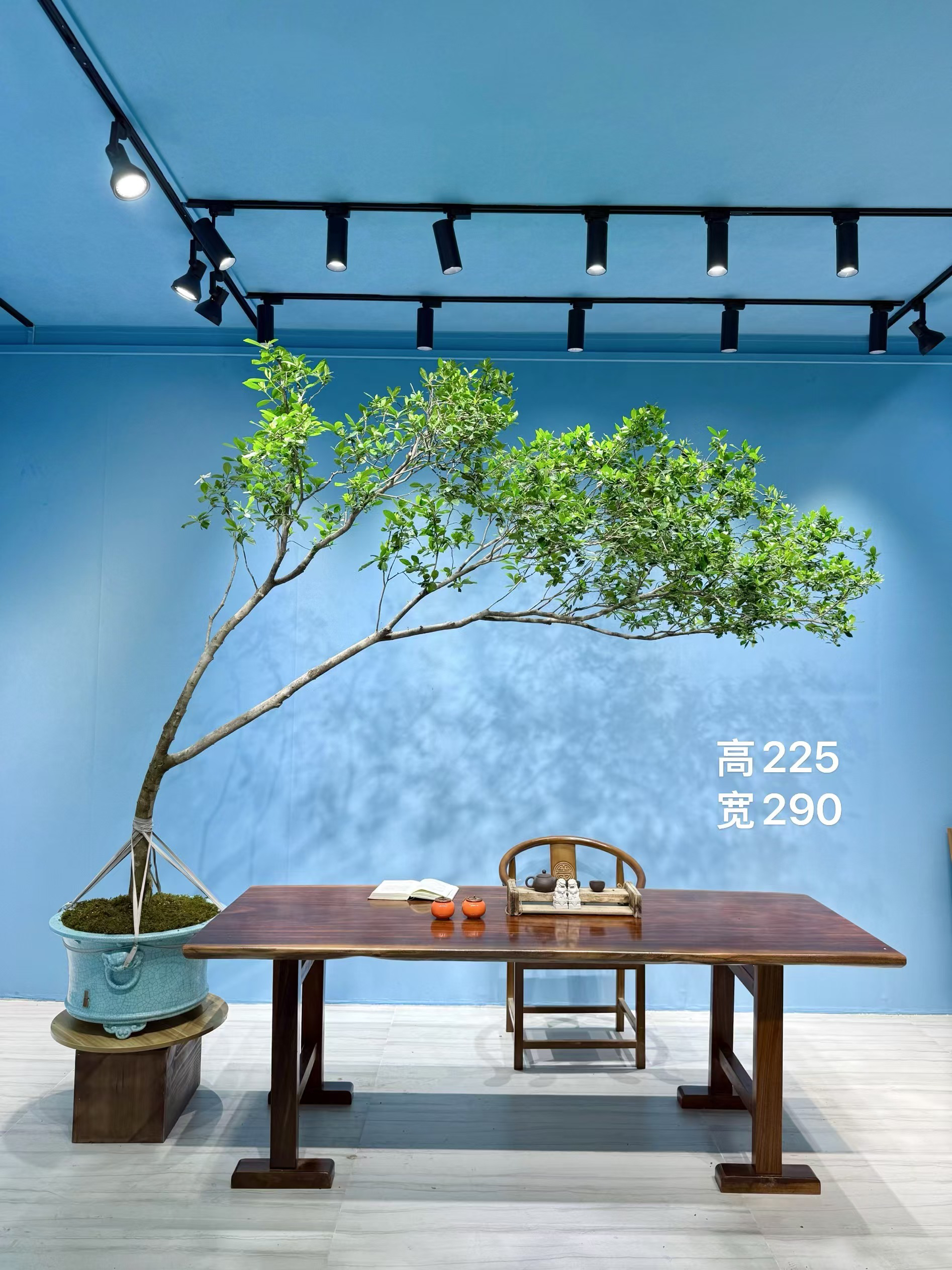 海岛栀子花茶台大飘
