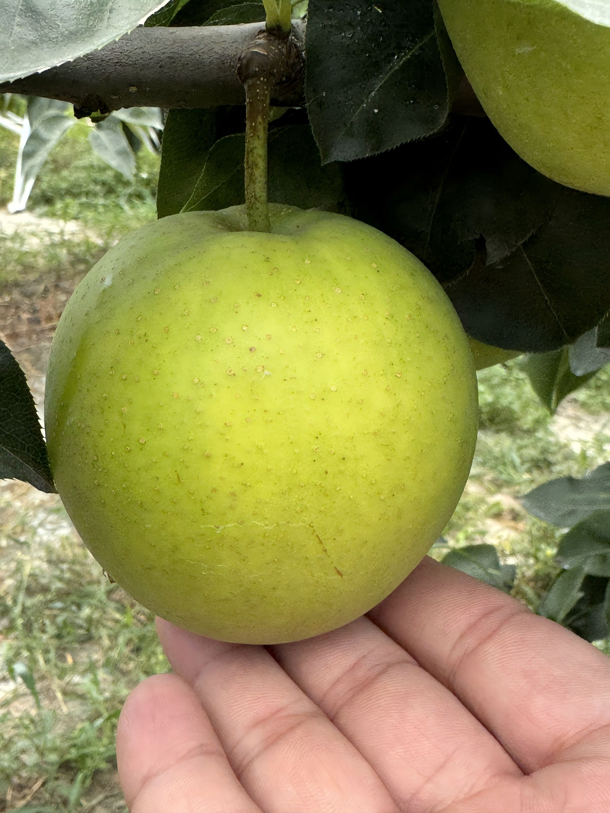 {翠冠梨}顺丰配送中果单个250-300g皮薄甜多汁新鲜水果超划算应季