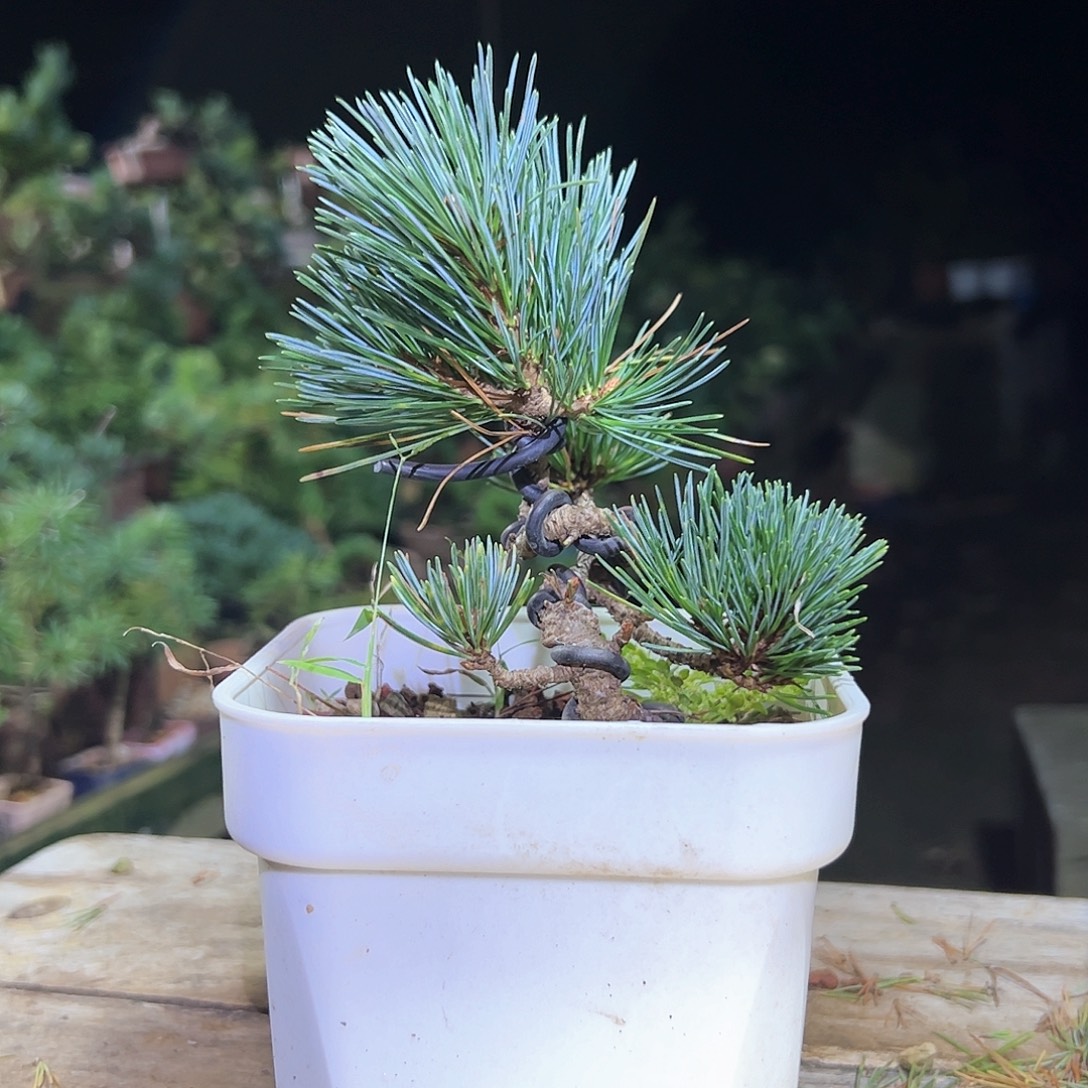 无花朵健健康康快快乐乐