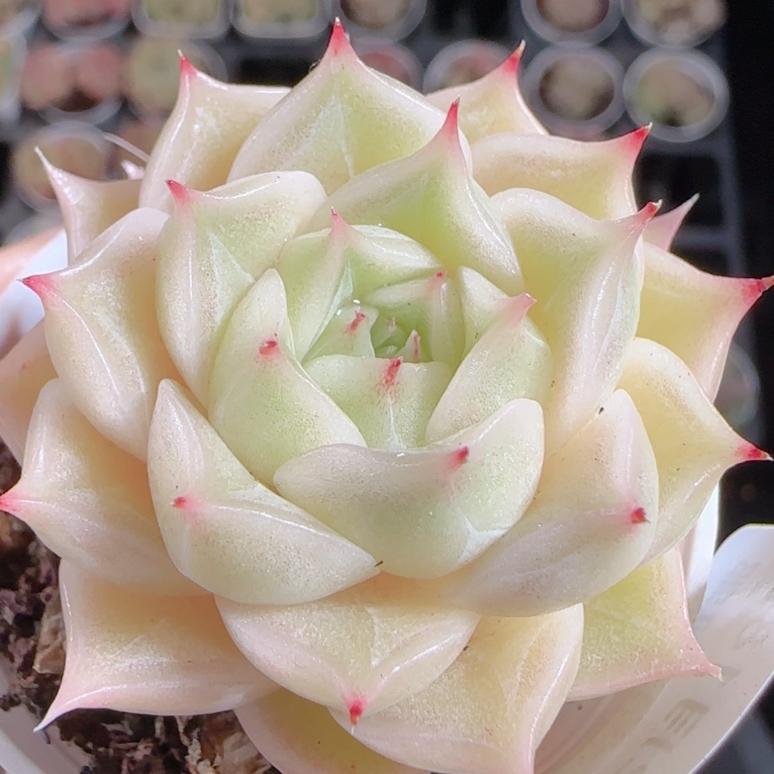 花语多肉1218-243