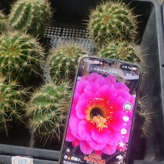 仙人球毛花柱落雁侧芽