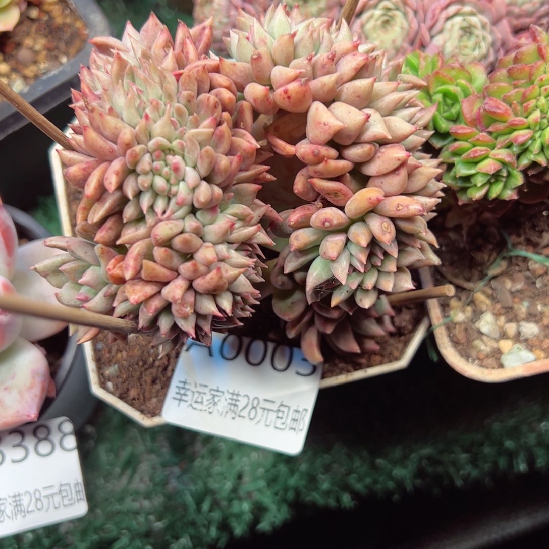 幸运的是我的朋友们