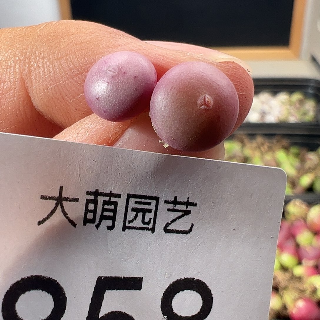 一物一拍。         858