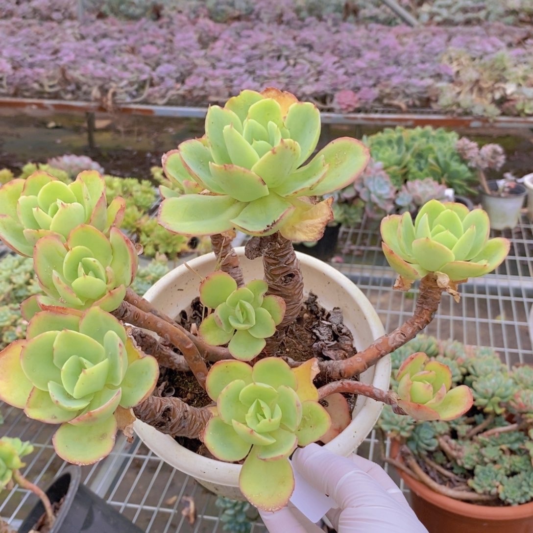 6367碧桃老桩一物一拍