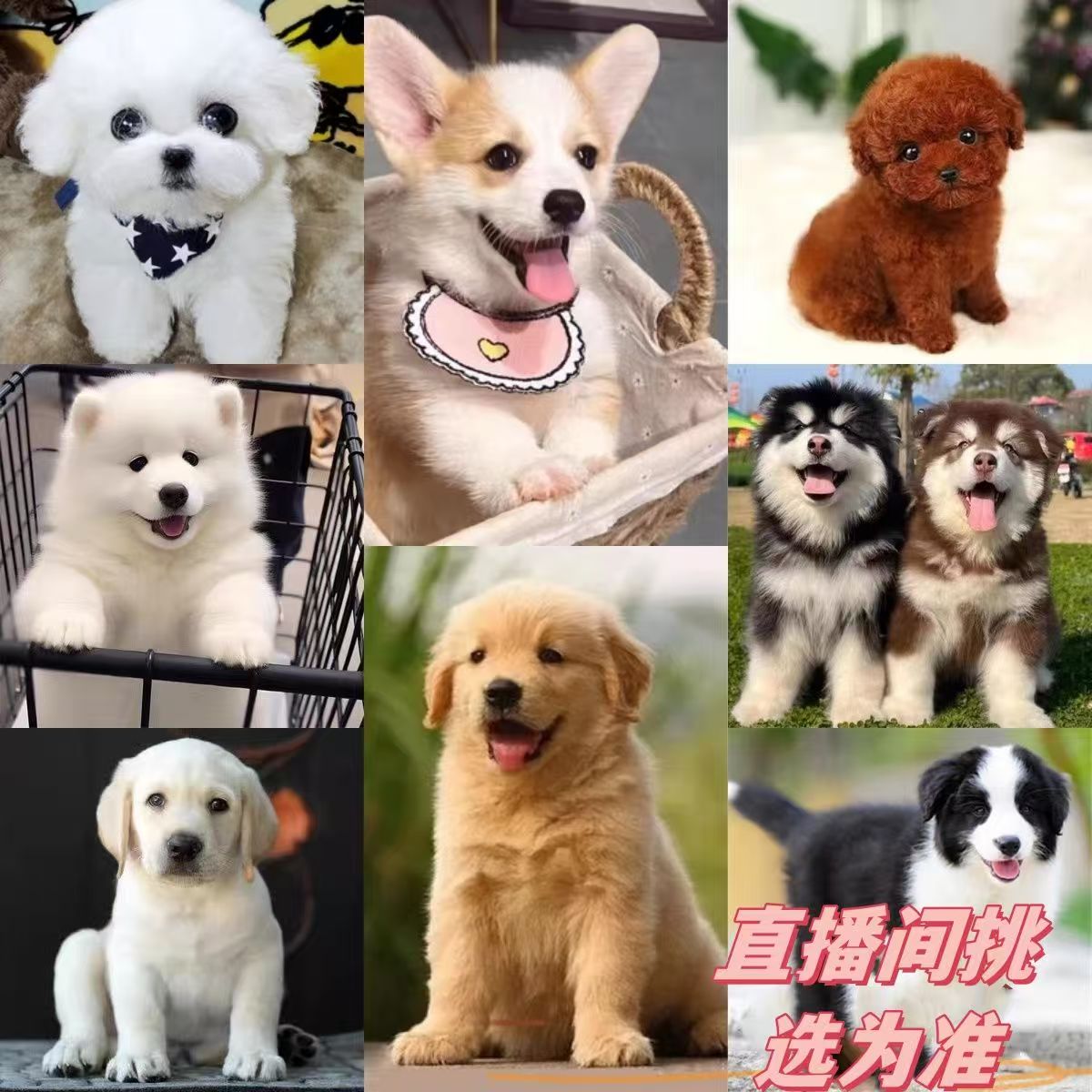 张张直播挑选串串混血狗狗