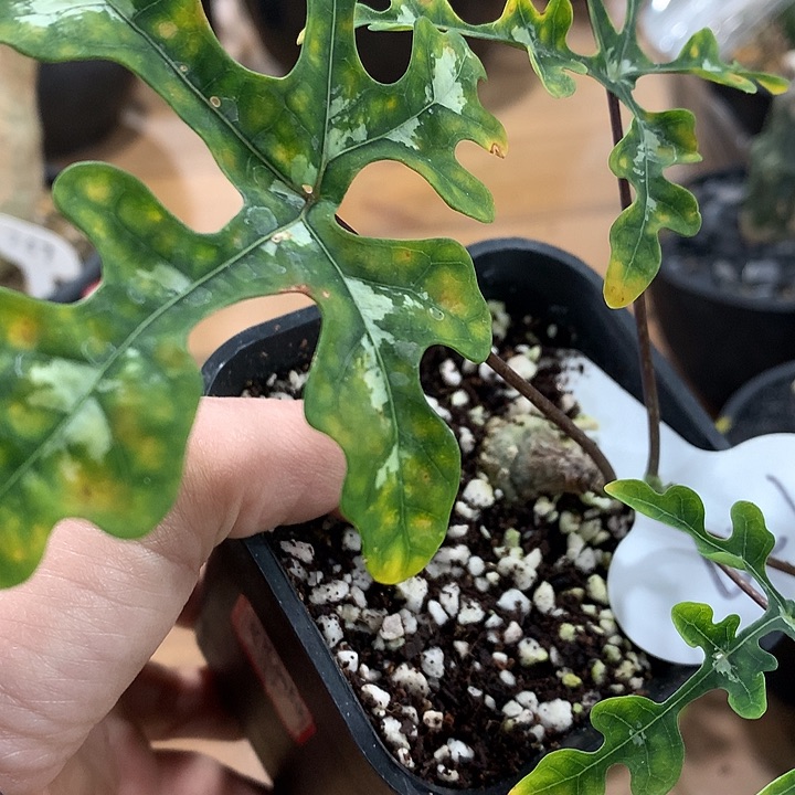 127雪花西番莲6666666666