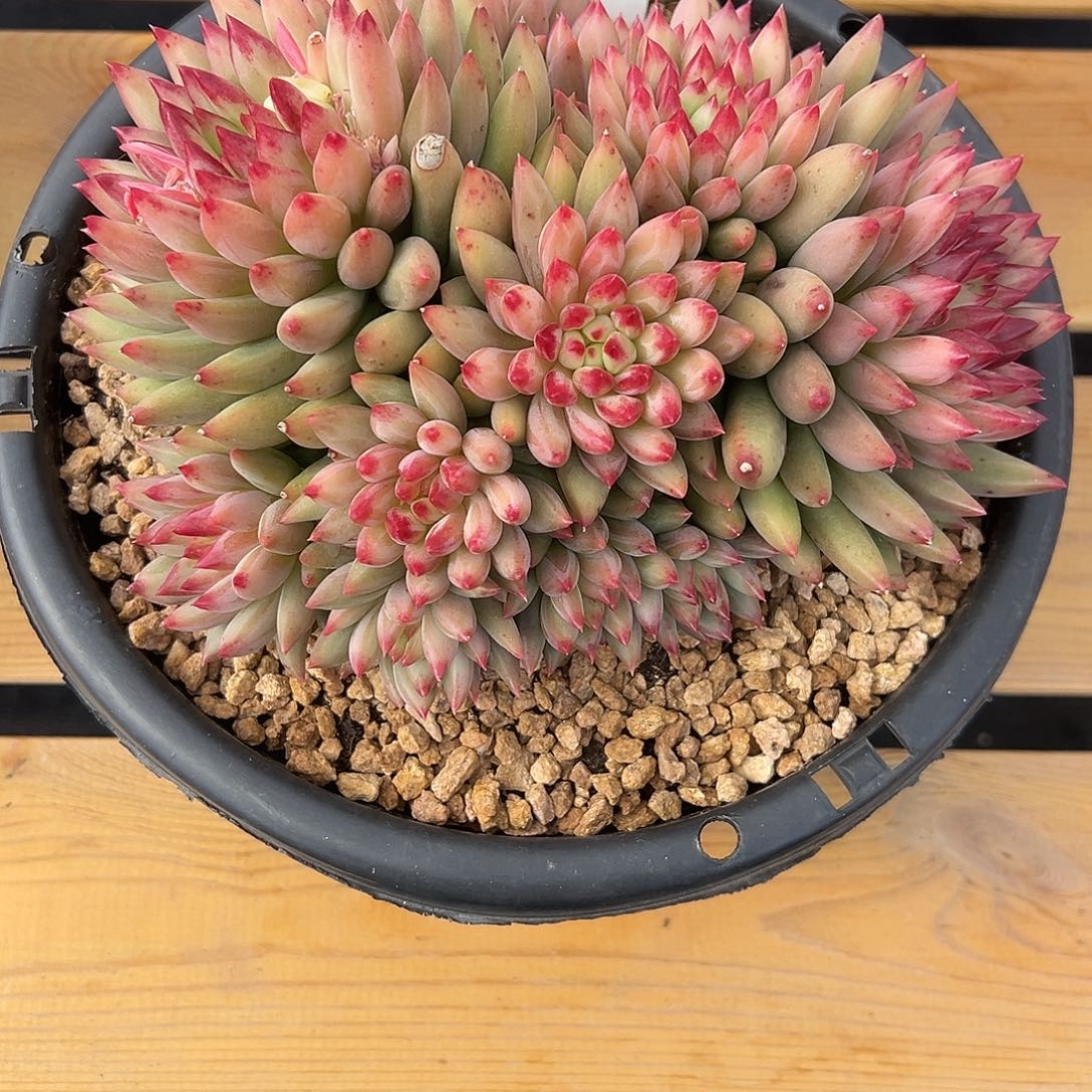 625二代虞美人。多肉。 