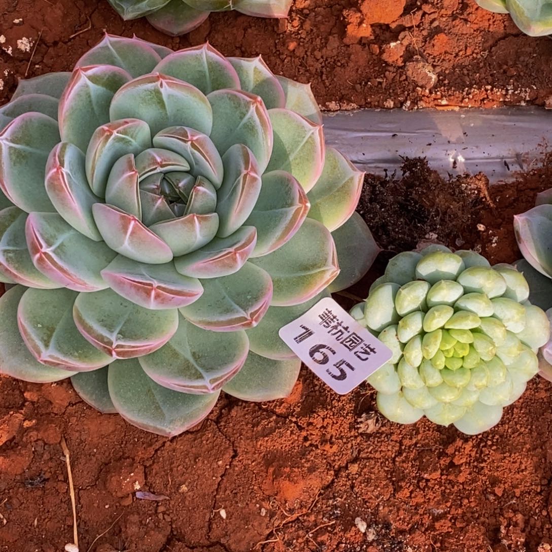 阿***.165多肉植物保护研究所所长的