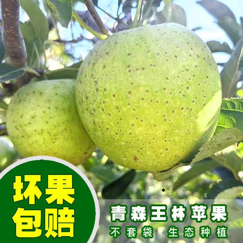 【正绿脆甜】山东威海新鲜王林青苹果脆甜多汁应季水果