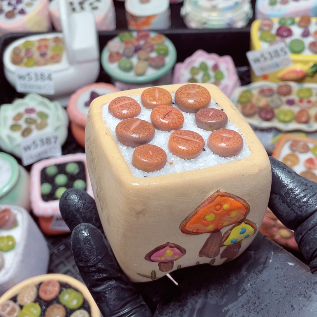 w5501-带盆土发货，零下地区拍保温箱