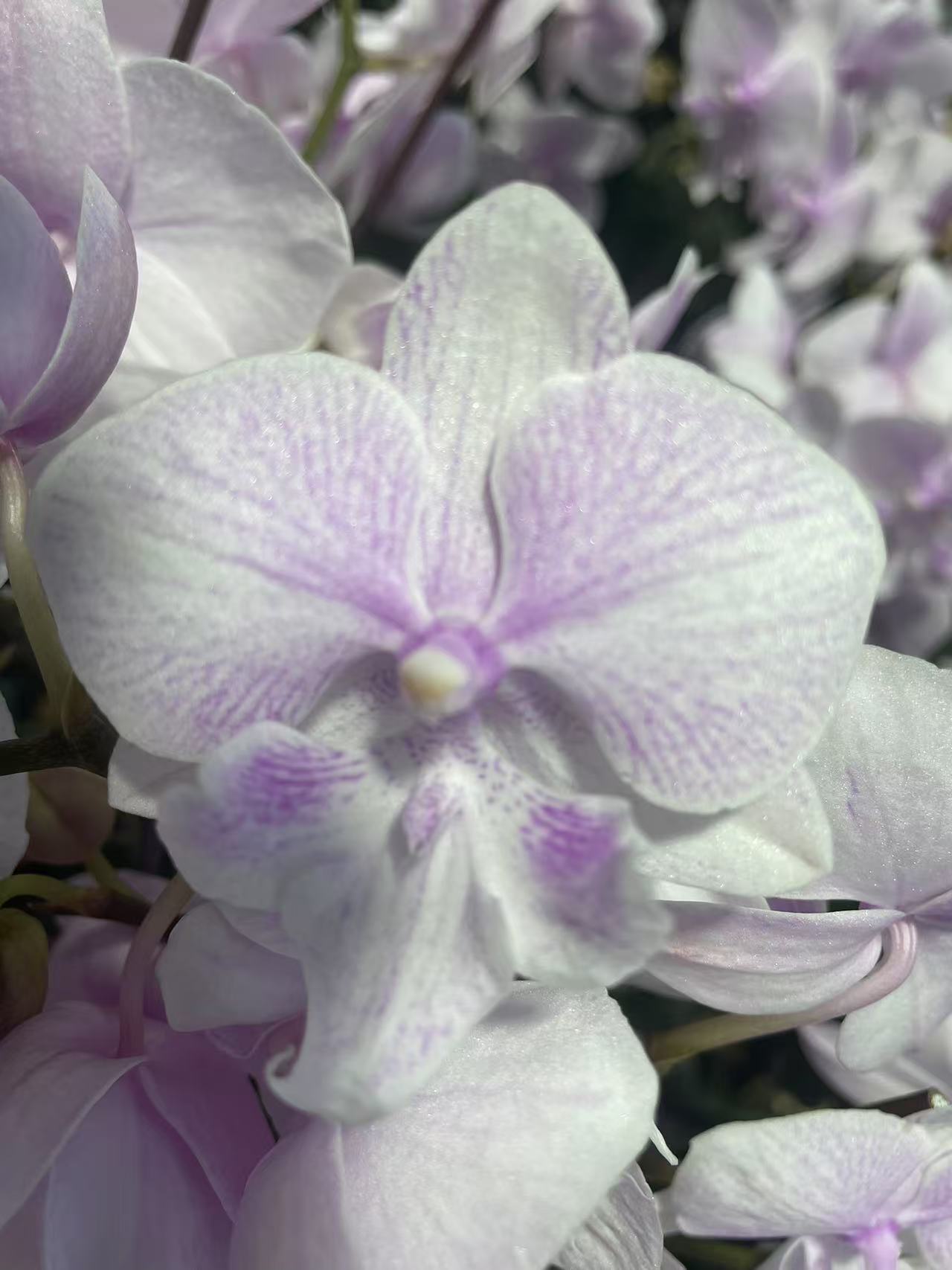 （白居易） 高端室内蝴蝶兰一棵  云南基地直发