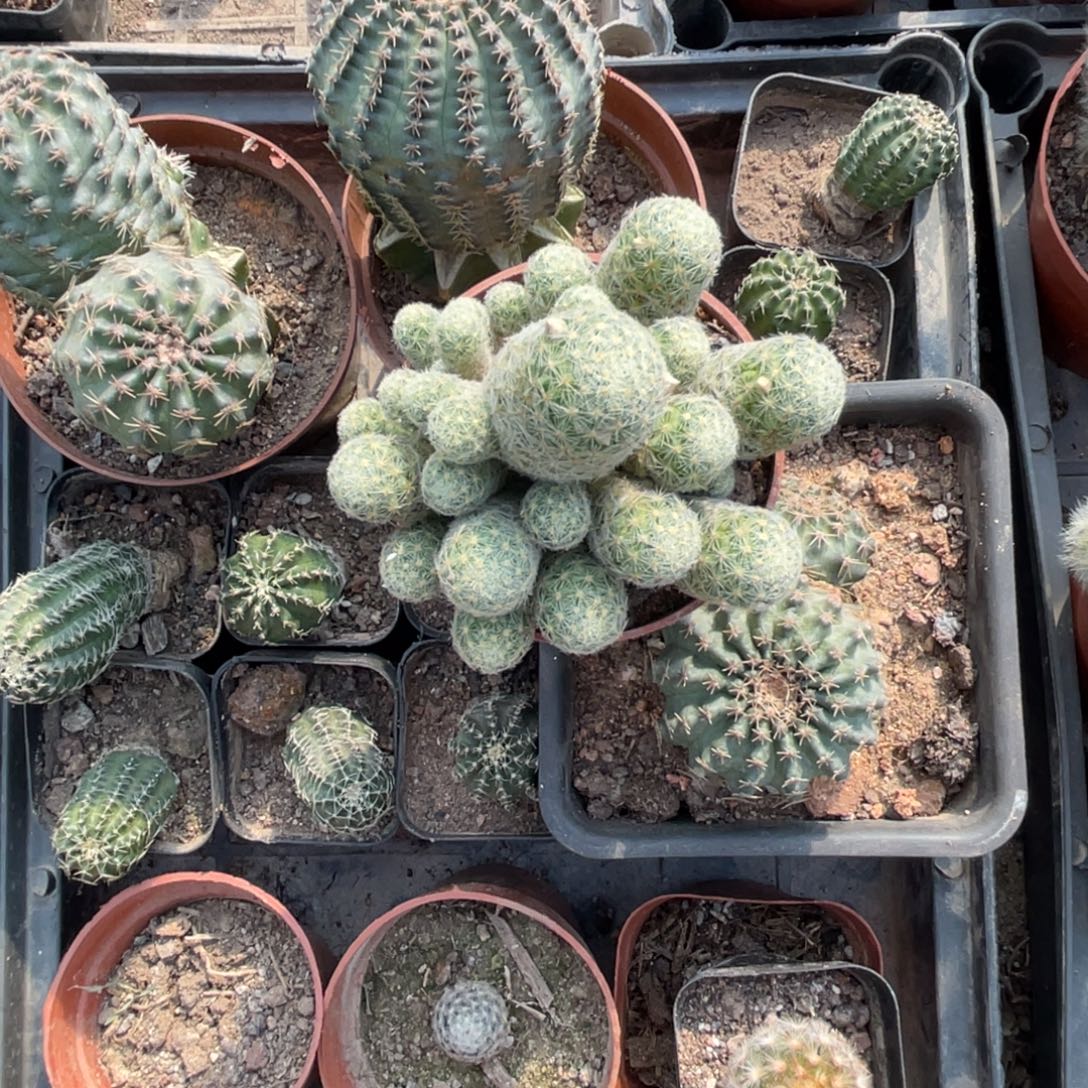 抹****多肉植物仙人球系列