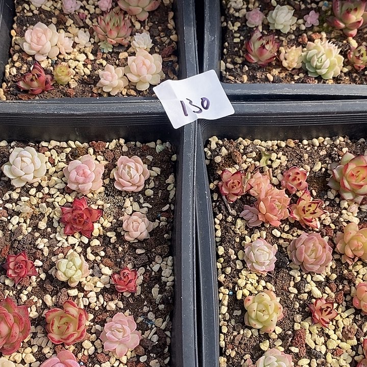 130 多肉植物盆栽花卉