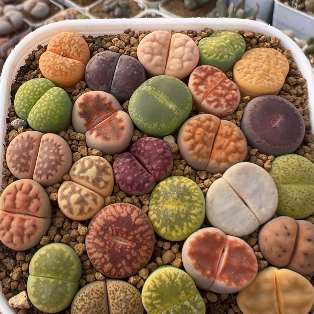 ****ɞ36多肉植物百科植物