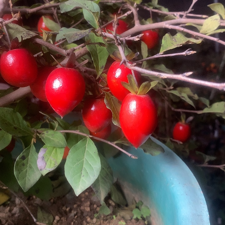 无花朵老鸦的眼睛