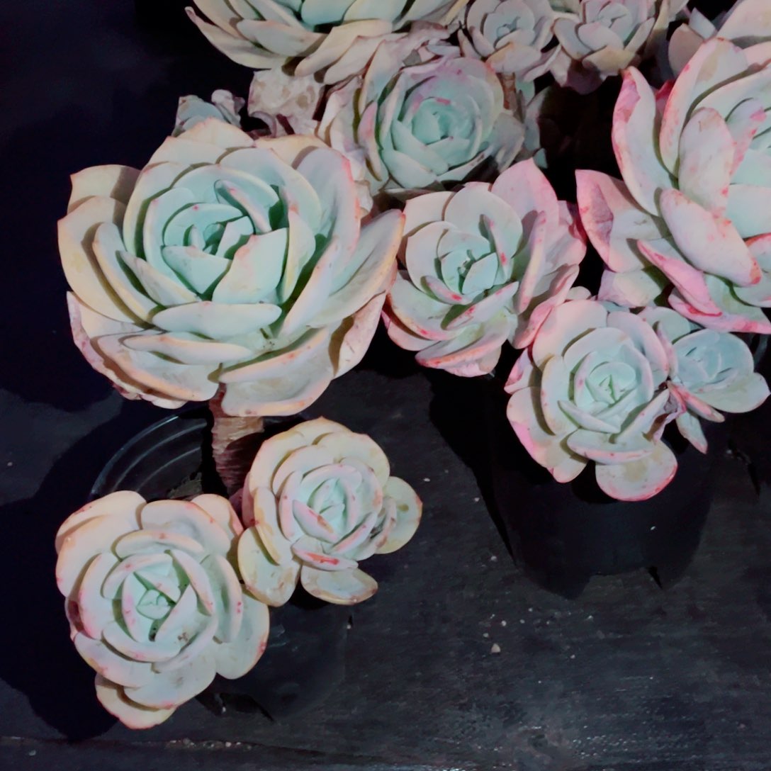 白凤大群一颗大的