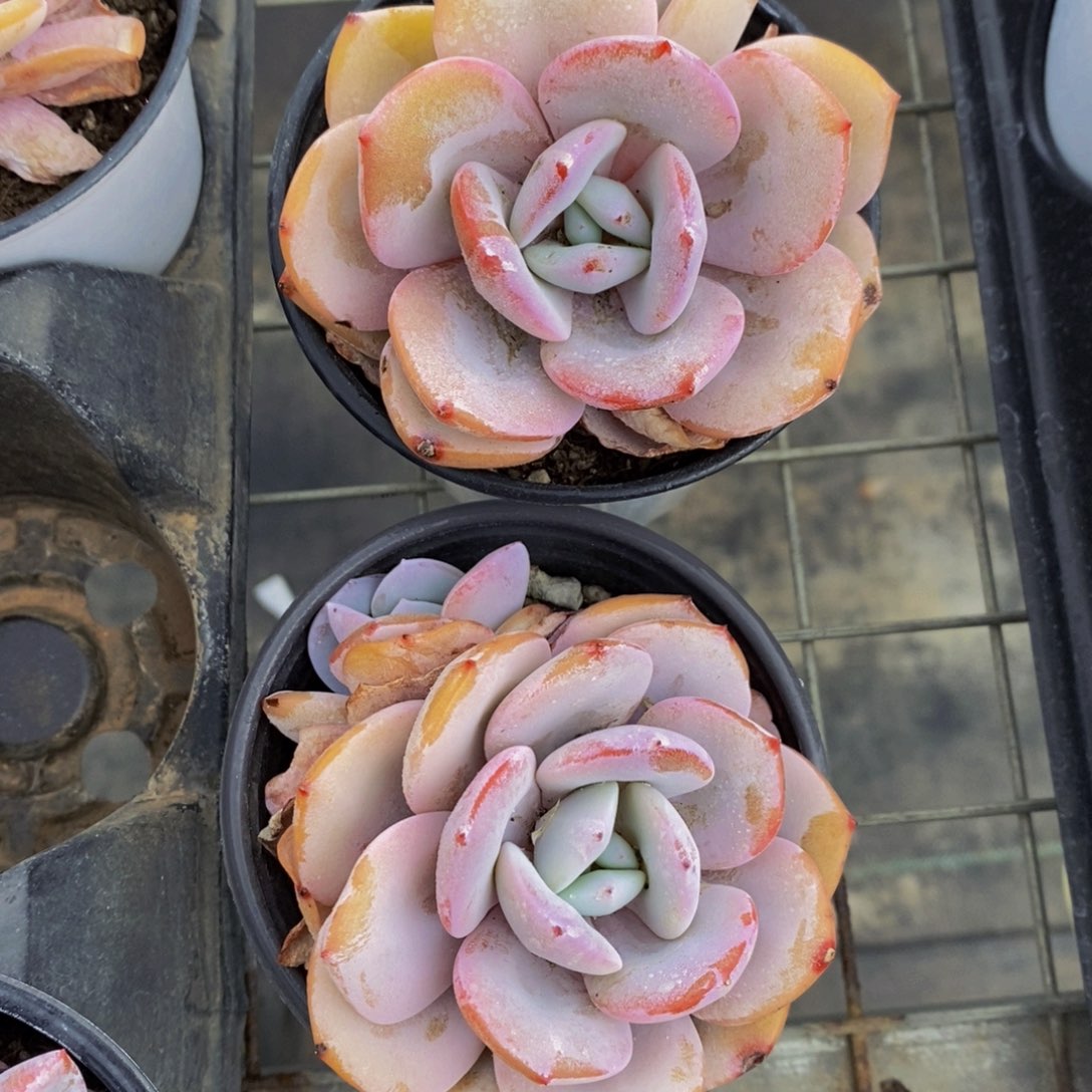 精品母本双头奶茶一个