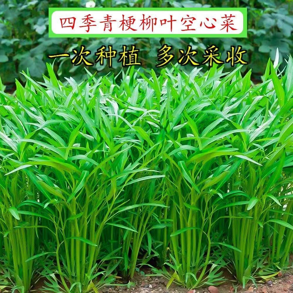 三叉空心菜苗大叶柳叶空心菜苗春秋四季带土球秧苗盆栽庭院易种植