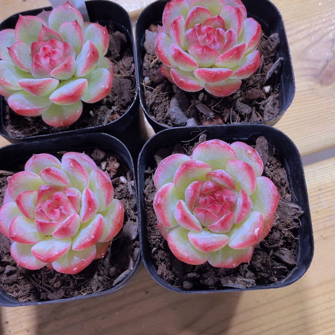 219号 玉笛珍妮单头一个