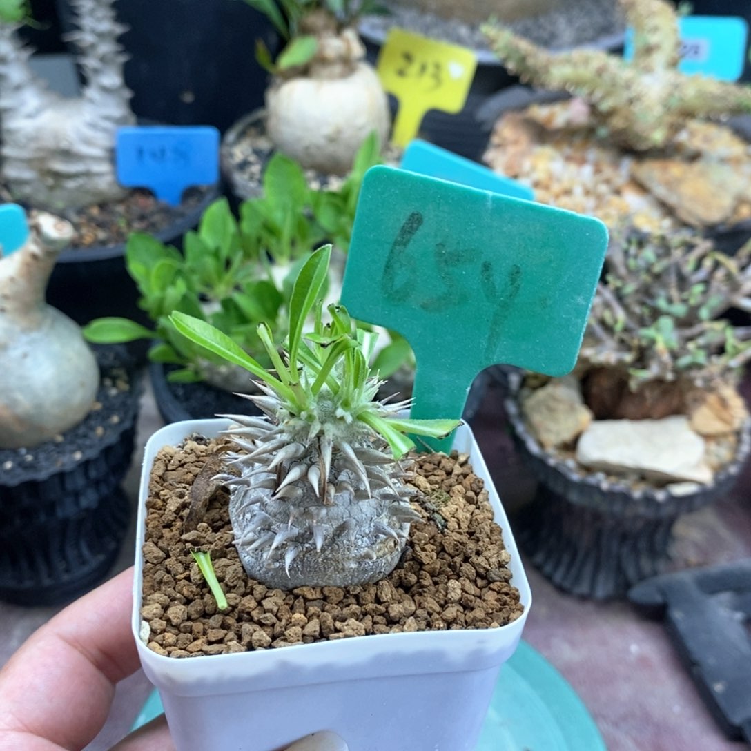 惠比大黑多肉植物