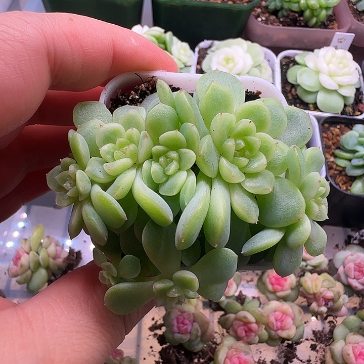 纸鸢甜心7头开播福利