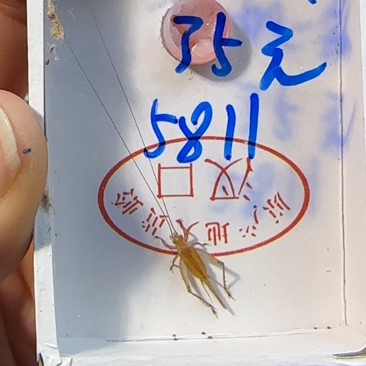 小***开蟋蟀蝈蝈我在外面吃饭呢